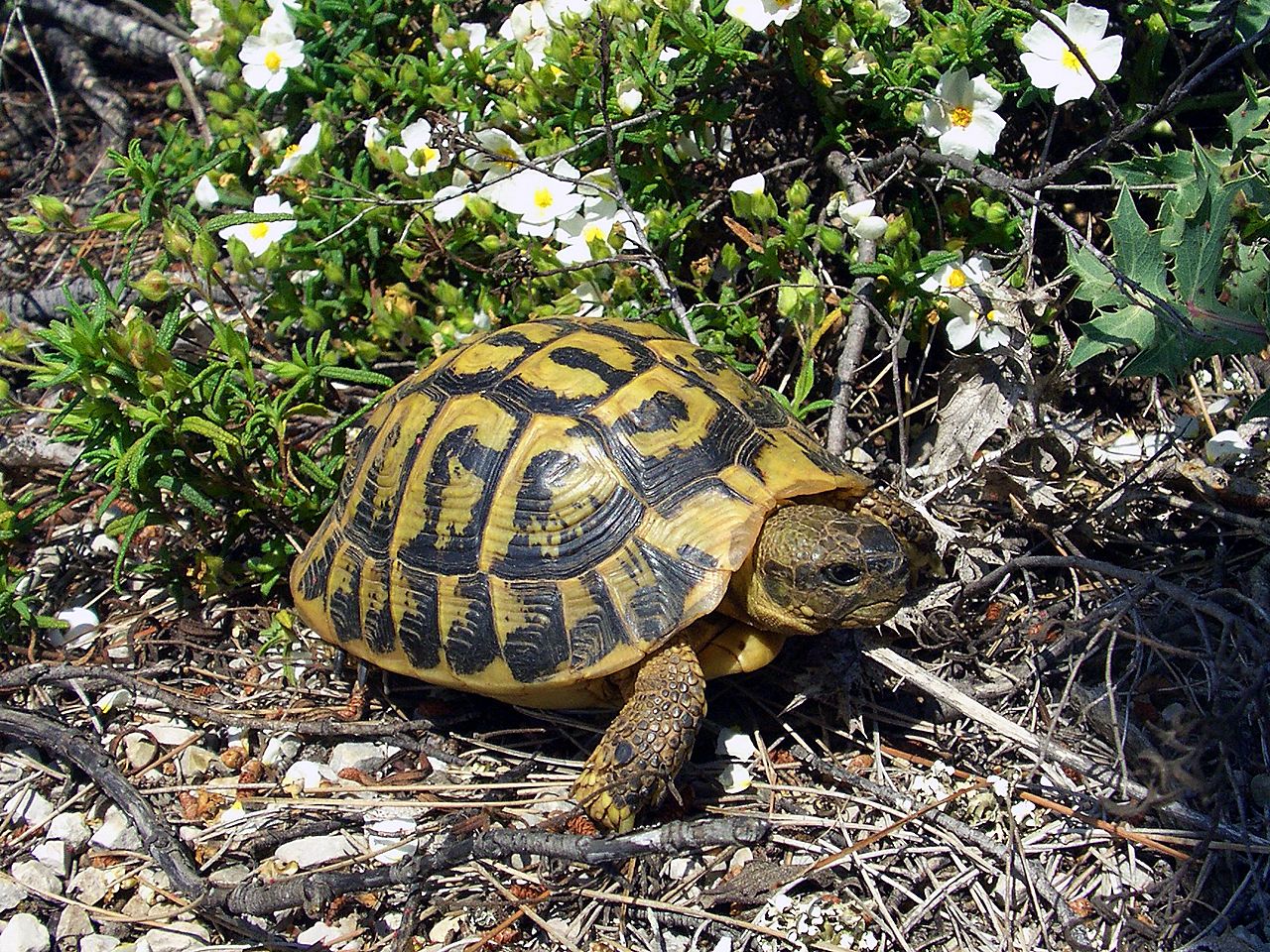 Tortue Hermann