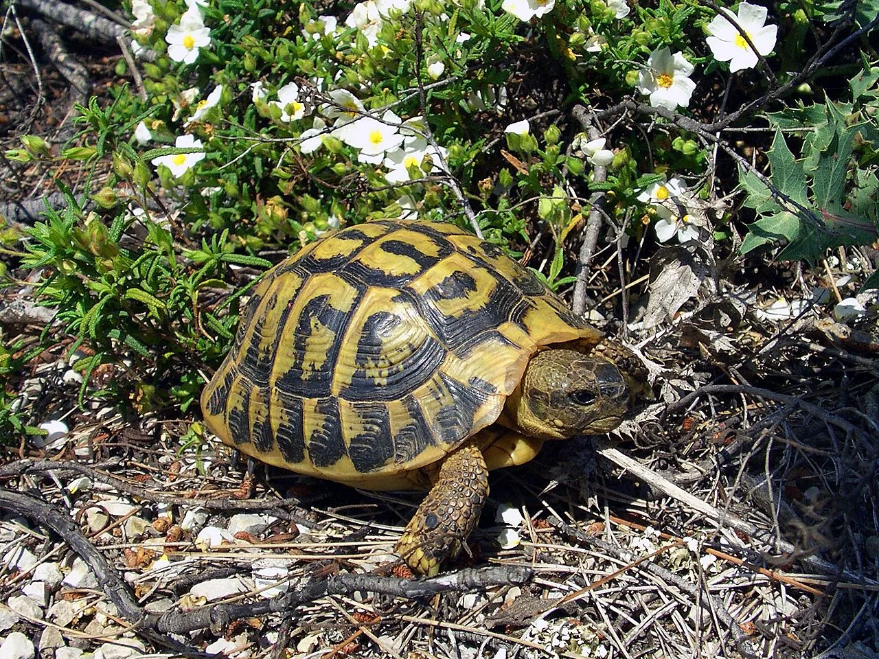 Tortue Hermann