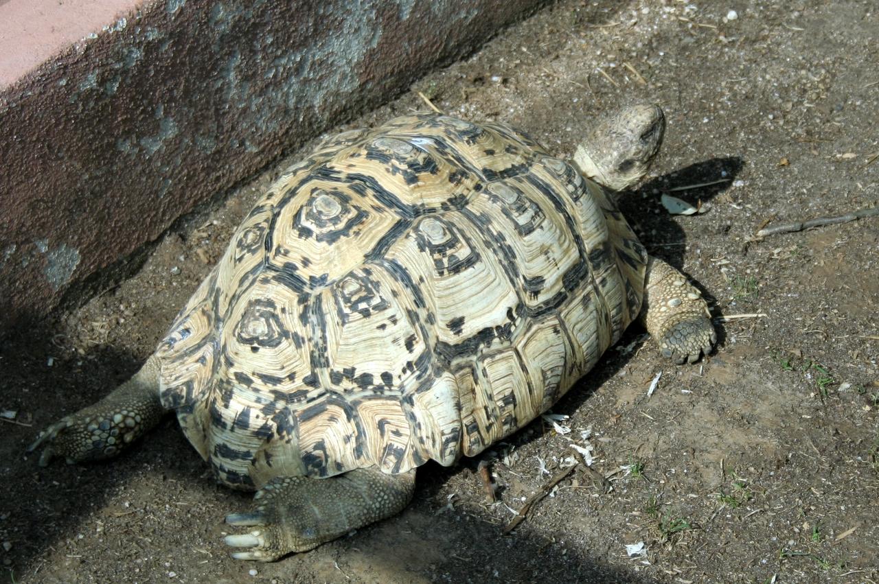 Tortue léopard