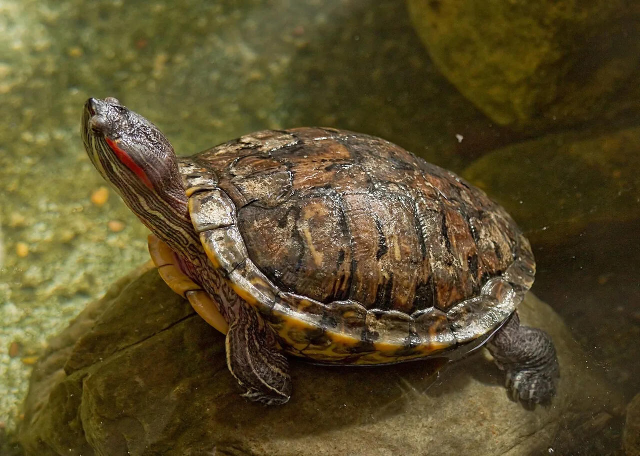 Tortue de Floride