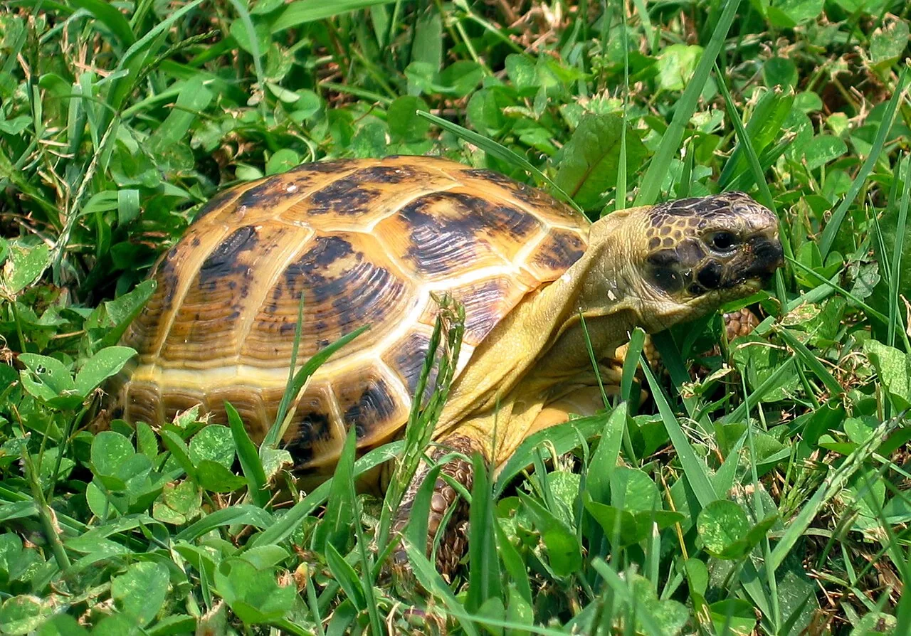 Tortue des steppes