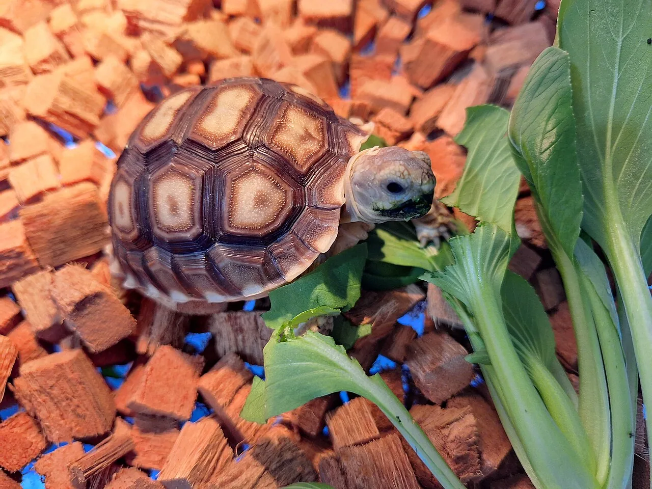 Tortue sillonnée
