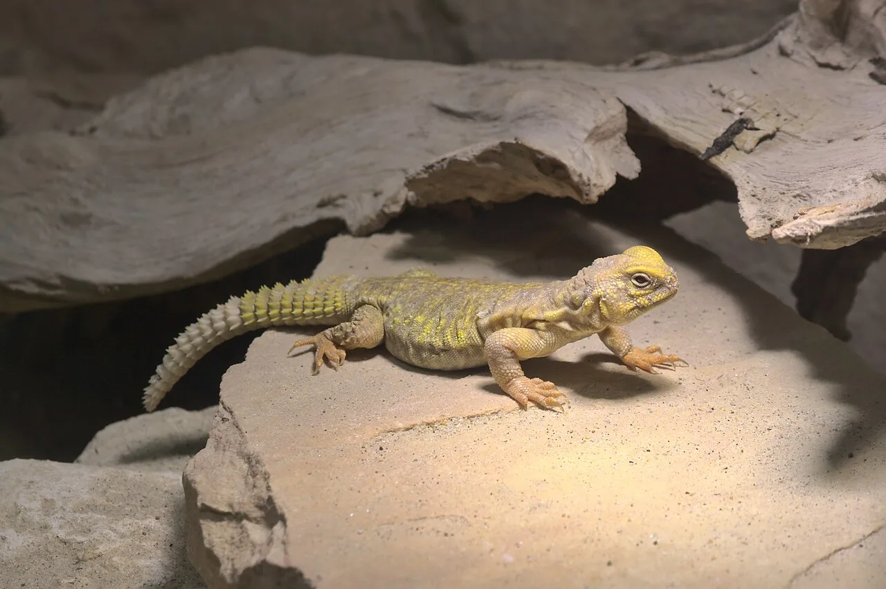 Uromastyx du Mali