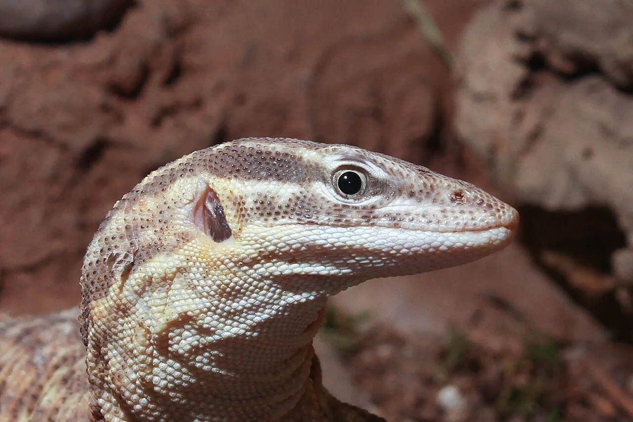 Varan ackie