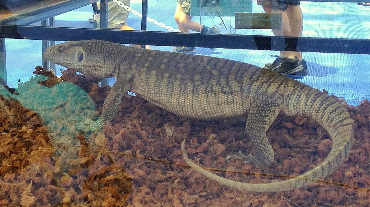 Varan des savanes
